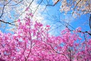 Spring-Sakura-Garden-in-Kyoto-wide-i