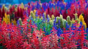 colorful_flowers