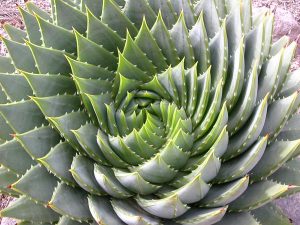 agavespiral